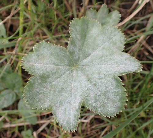Sphaerotheca castagnei, 2026-10-17