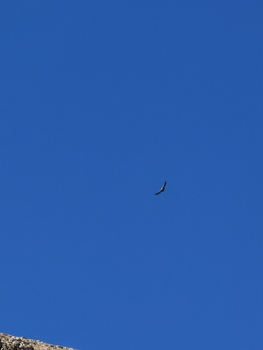 Eurasian Griffon