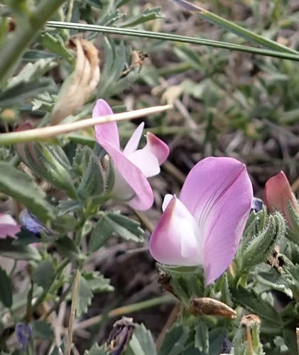 Ononis spinosa observed 2026-10-17