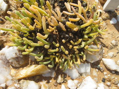 Monilaria moniliformis