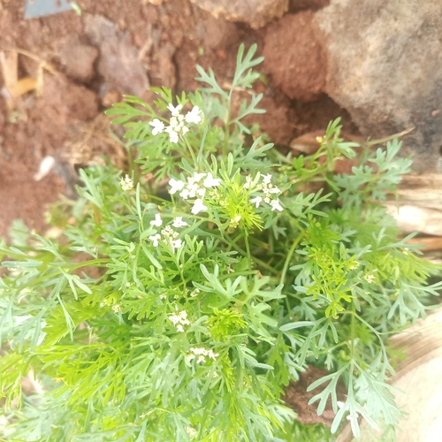 Coriandrum sativum observed 2026-10-17