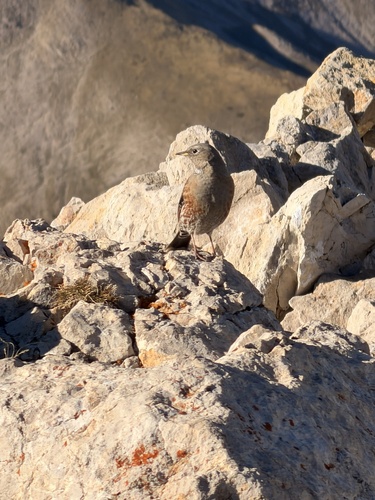 Alpine Accentor