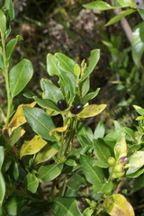 Cestrum buxifolium