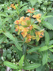 Euphorbia griffithii