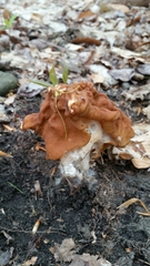 Gyromitra korfii