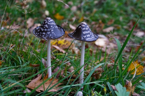 Hnojník strakatý (Coprinopsis picacea)