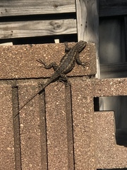 Sceloporus occidentalis longipes
