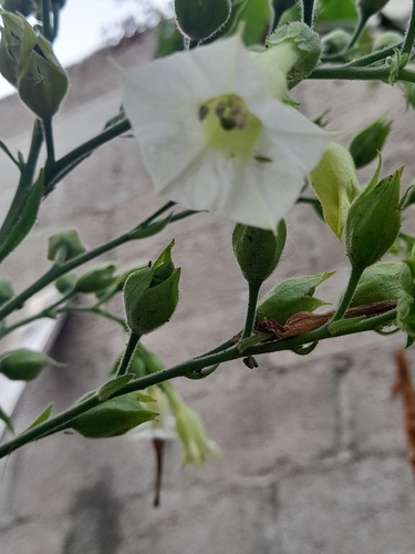 Nicotiana tabacum observed 2026-10-17