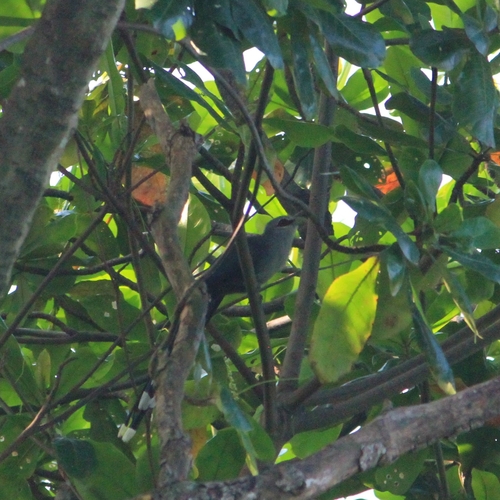 Rhopodytes tristis, 2026-10-17