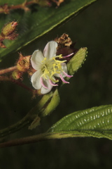 Chaetogastra ciliaris