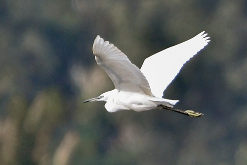 Little Egret