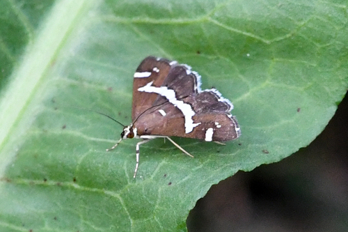Hawaiian Beet Webworm Moth