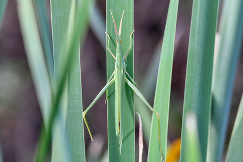 Acrida turrita