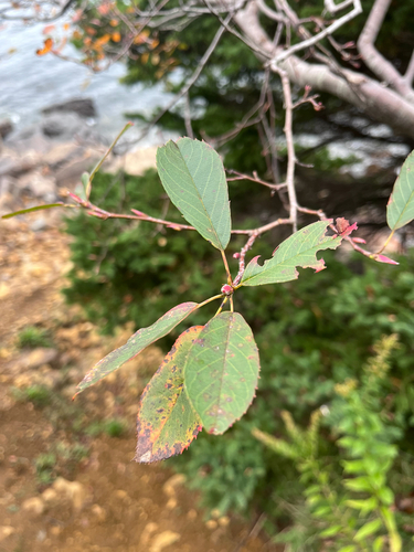 serviceberries