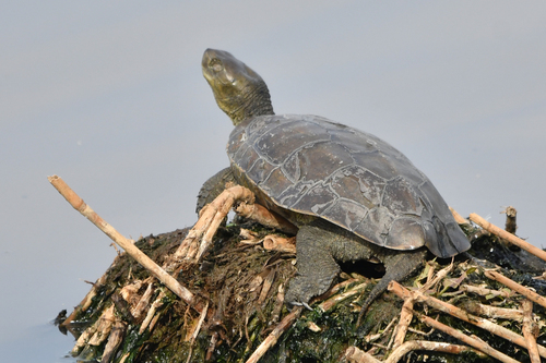Mediterranean Turtle