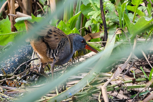 Water Rail