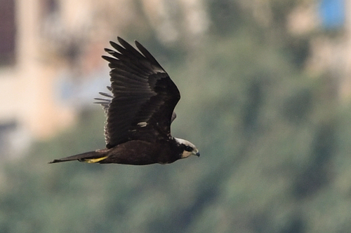 Western Marsh Harrier