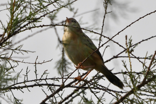 Zitting Cisticola