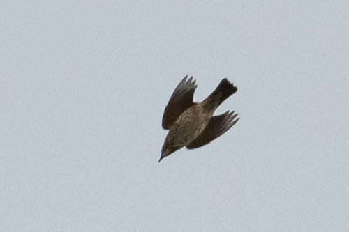 Redwing