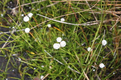 Eriocaulon dregei