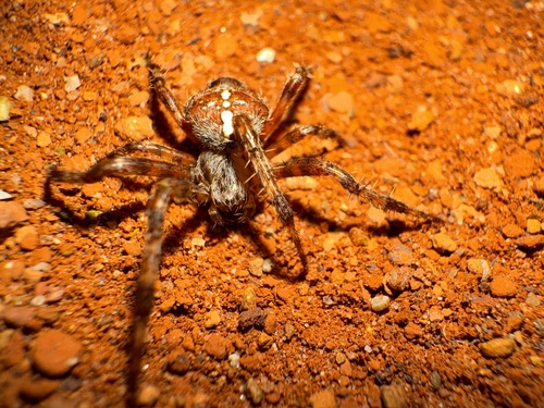 Cross Orbweaver