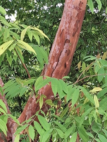 Cratoxylum cochinchinense observed 2026-10-18