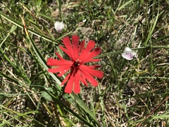 Silene serpentinicola