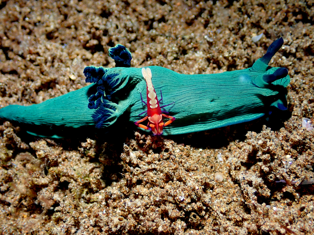 Shadowy Wrinkle Dorid