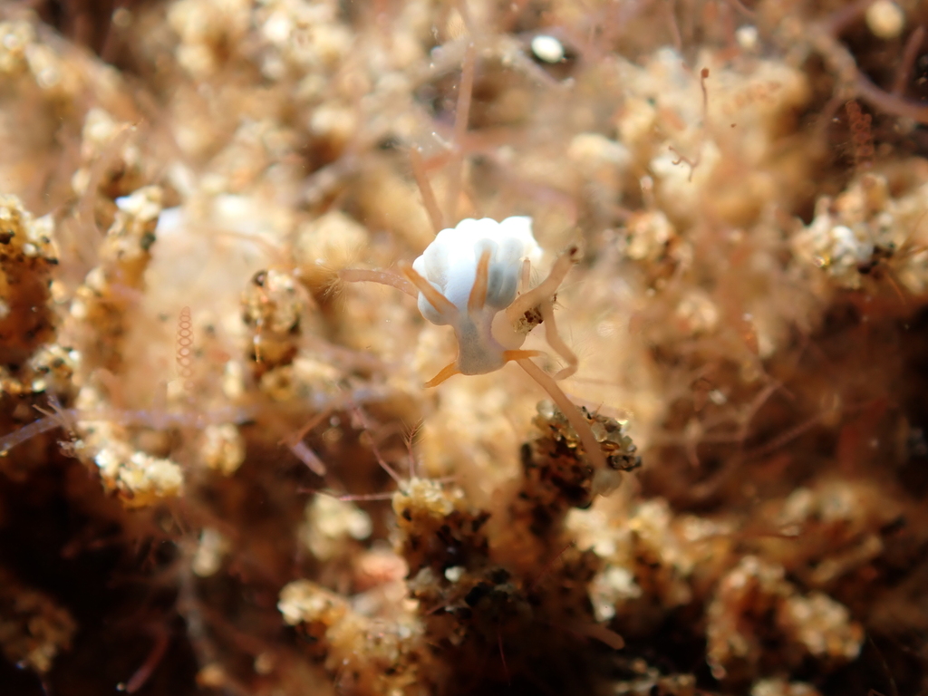 Tenellia nakapila