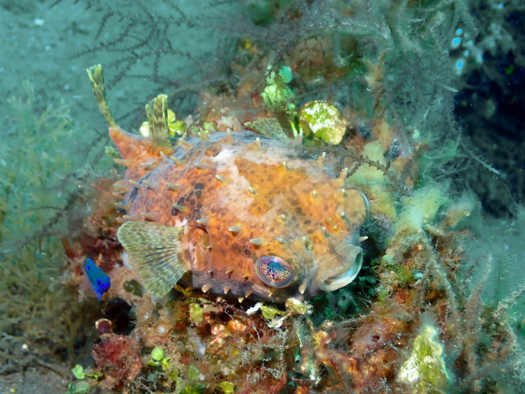 Birdbeak burrfish