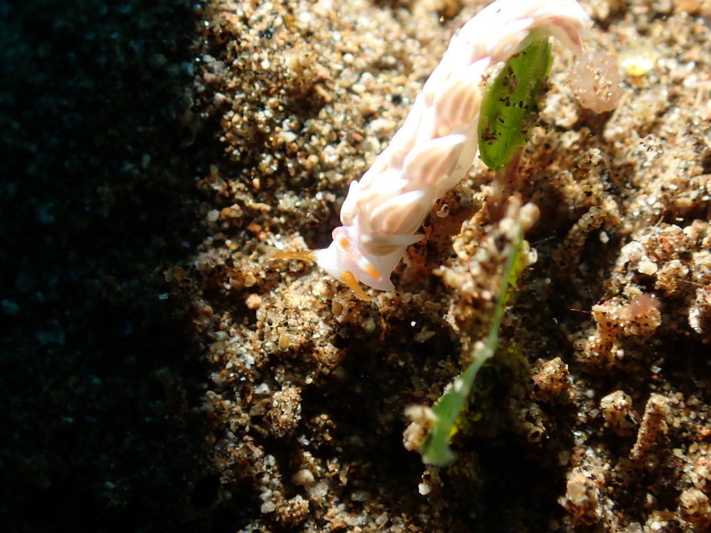Tenellia nakapila