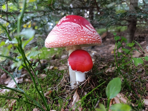 Fly Agaric