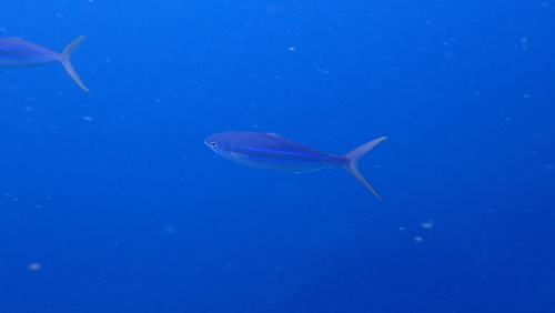 Elagatis bipinnulata observed 2026-10-14