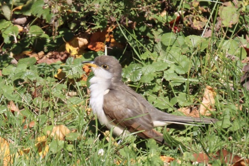 Yellow-billed Cuckoo observed by randy6410