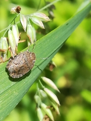 Sciocoris homalonotus