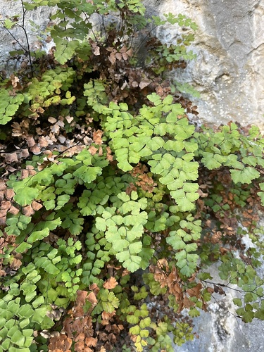 black maidenhair fern