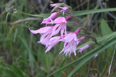 Gladiolus microcarpus