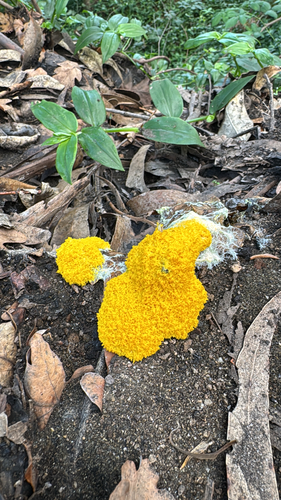 Dog Vomit Slime Mold