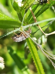 Sciocoris homalonotus