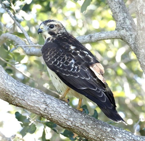 Broad-winged Hawk observed by dwverser