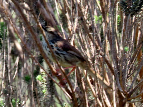 iNaturalist image
