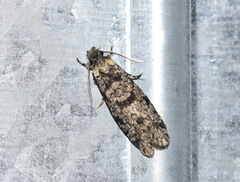 Morophaga morellus