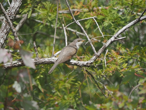Yellow-billed Cuckoo observed by bbmxta