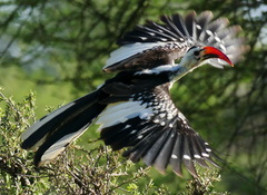 Northern Red-Billed Hornbill photo 3