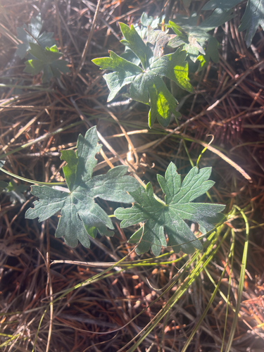 Geranium caespitosum, 2026-10-17