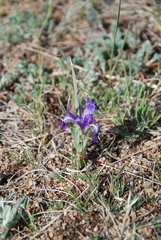 Iris tigridia