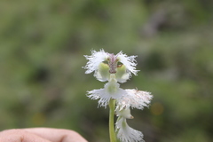 Huttonaea grandiflora