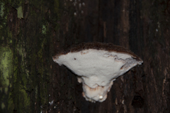 Postia pelliculosa