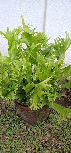 Microsorum punctatum observed 2026-10-17