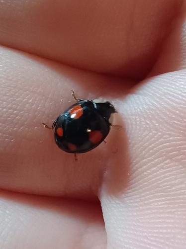 Asian Lady Beetle